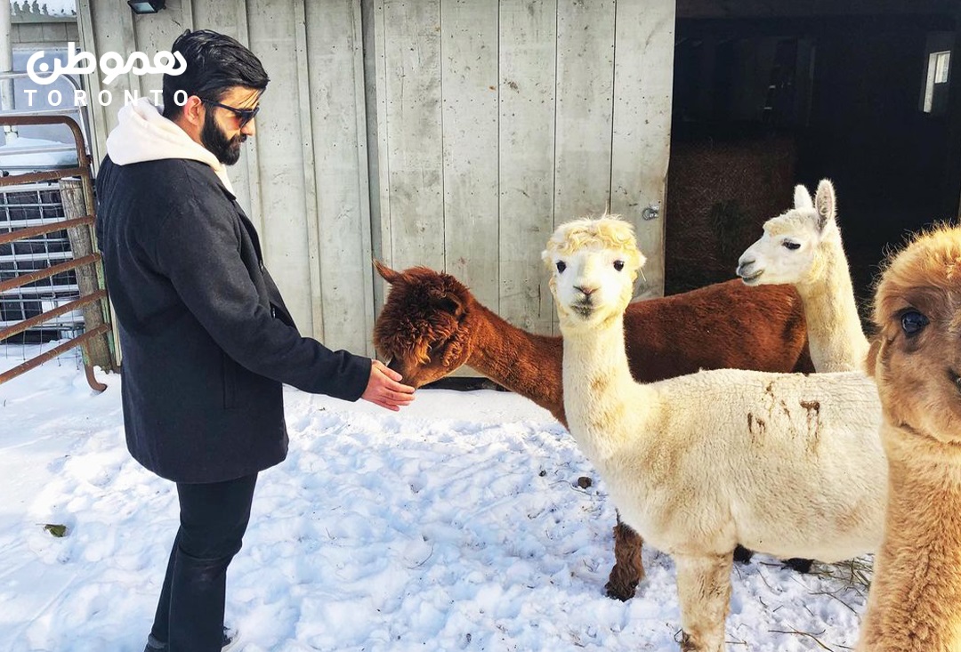 شش تفریح زمستانی در تورنتو و اطراف برای روزهای لاک داون