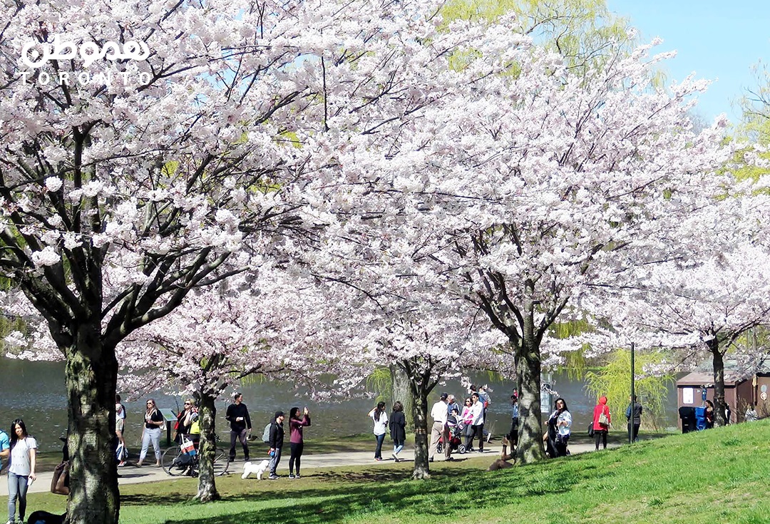 امسال می توانید در ‘های پارک’ تورنتو به تماشای شکوفه های زیبای گیلاس بروید
