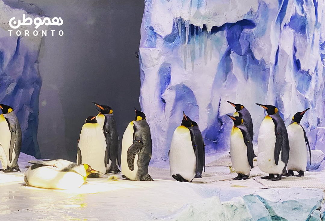 یک سفر چهار ساعته از تورنتو و بازدید از مرکز نگهداری پنگوئن های زیبا