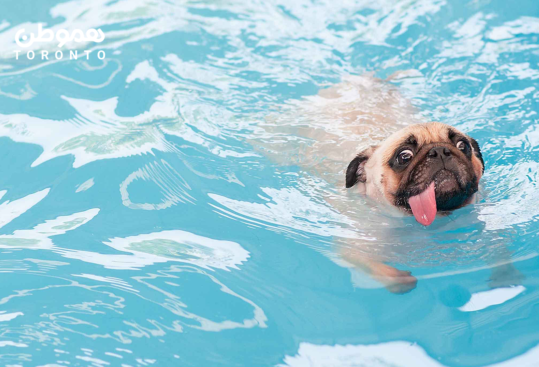 همین آخر هفته استخرهای روباز عمومی تورنتو برای سگ ها سانس مخصوص شنا دارند