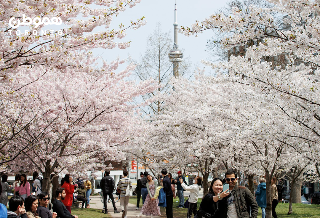 امسال شکوفه های گیلاس تورنتو از چه زمانی قابل تماشا خواهند بود؟