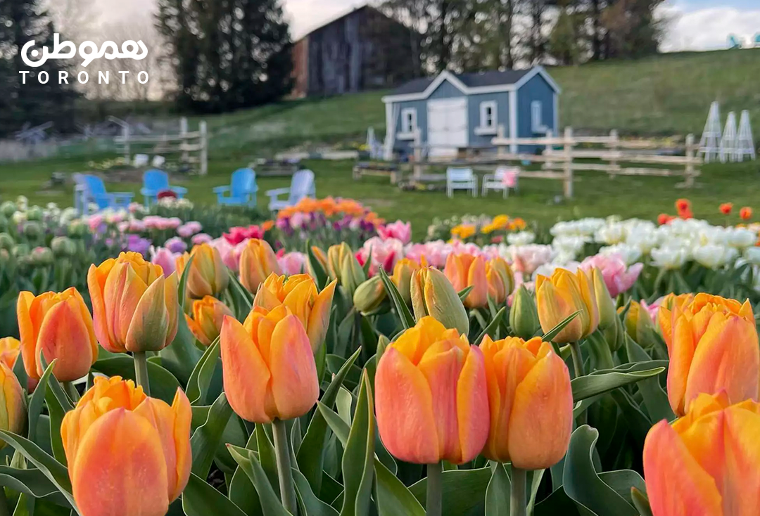 تجربه چیدن گل های بهاری تورنتو در Country Cut Flowers