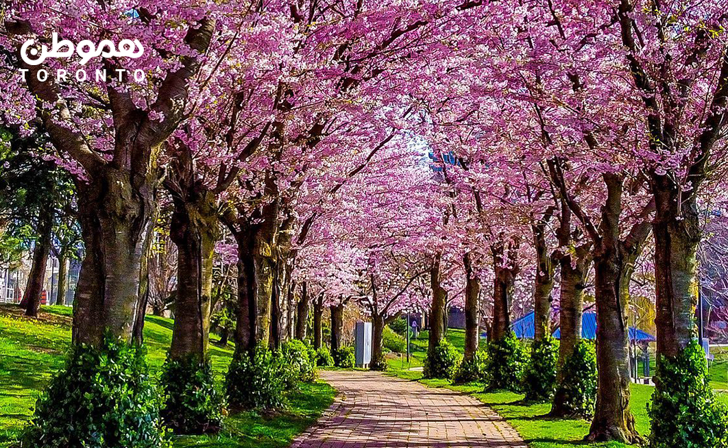 تونل رویایی شکوفه‌های بهاری در نزدیکی تورنتو Spencer Smith Park