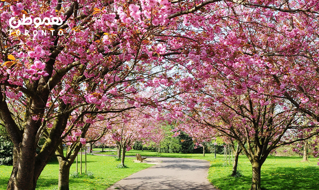 یک باغ زیبا و رویایی در نزدیکی تورنتو: Kariya Park در می سی ساگا