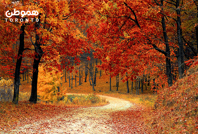 طبیعت پاییزی را از دست ندهید:  ۵ منطقه زیبای جنگلی در داخل و اطراف تورنتو