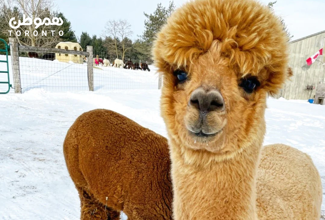 تماشای آلپاکاهای بامزه از نزدیک مزرعه Harmony Meadows Alpaca