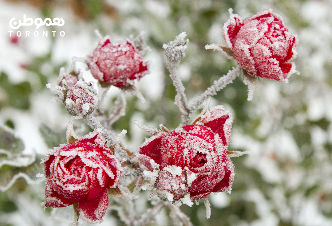 پیش بینی جدید مجله Farmers’ Almanac: بهار ۲۰۲۴، باران و برف برای ساکنان آنتاریو