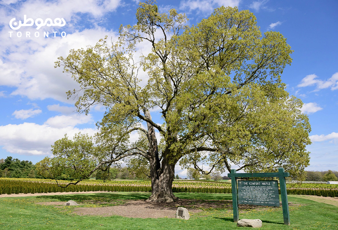 قدیمی ترین درخت افرای کانادا  ۱٫۵ ساعت با تورنتو فاصله دارد
