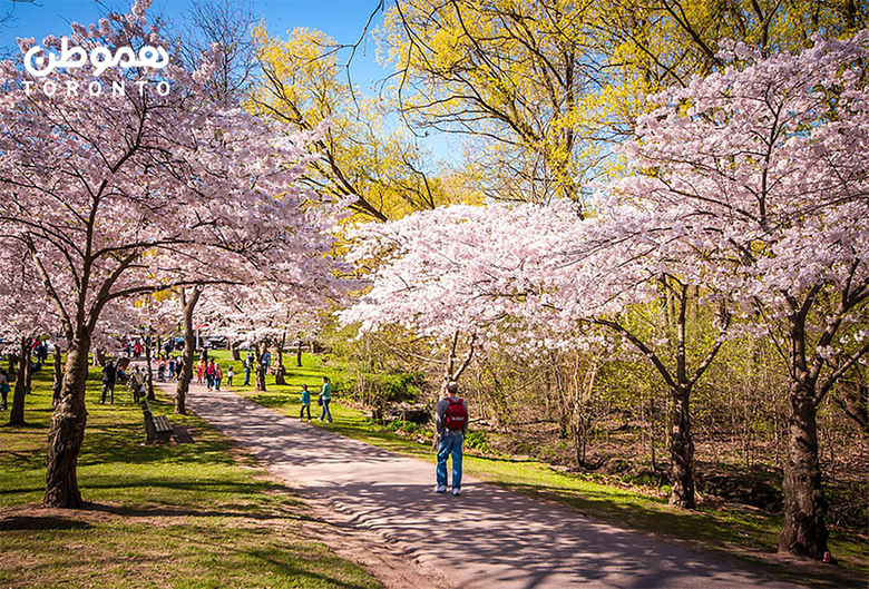 شکوفه‌های گیلاس High Park تورنتو اواخر آپریل به اوج شکوفایی خود می‌رسند