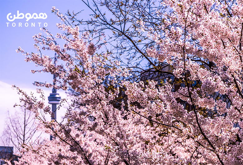 ۵ مکان زیبا در تورنتوی بزرگ و اطراف آن برای تماشای شکوفه‌های گیلاس ژاپنی