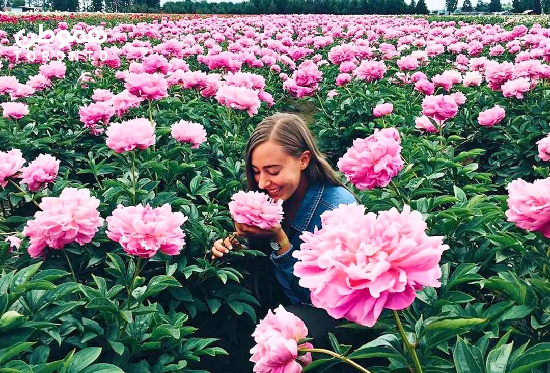 این فستیوال گل با تورنتو یک ساعت فاصله دارد ۸ و ۹ جون – Oshawa Peony Festival