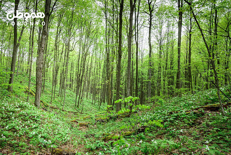 بهشت گمشده طبیعت‌گردان: Copeland Forest در ۲ ساعتی تورنتو