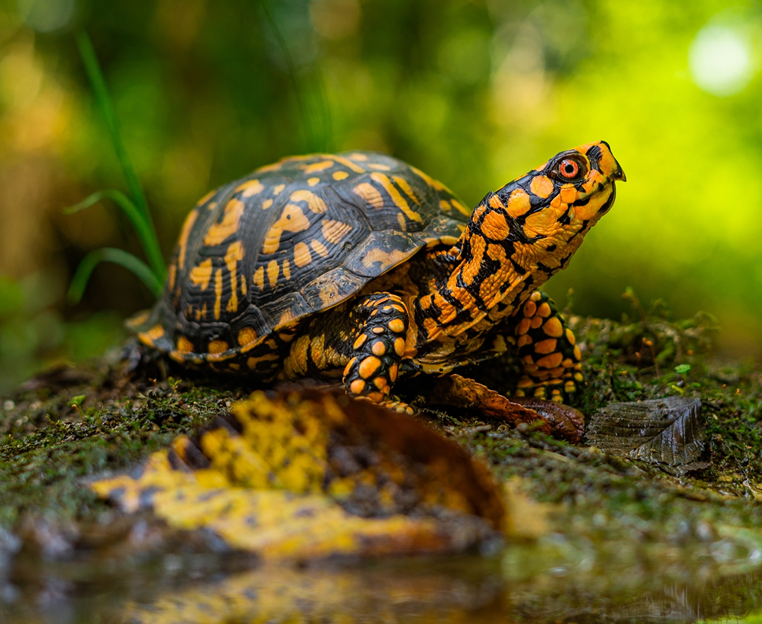 یک زن چینی به دلیل تلاش برای قاچاق ۲۹ لاک پشت (از نوع eastern box turtles) به کانادا، در نزدیکی مرز آمریکا و کبک دستگیر شده است.