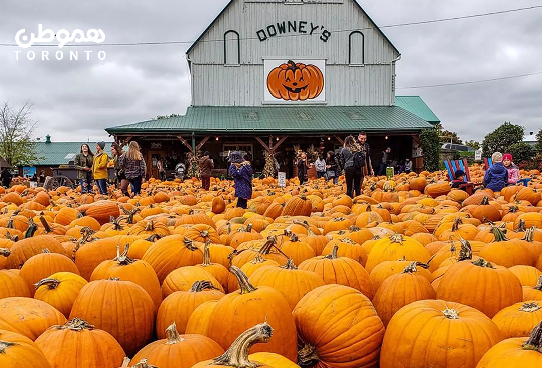 فستیوال سالانه PumpkinFest  ۲۱ سپتامبر تا ۳۱ اکتبر – در نزدیکی تورنتو