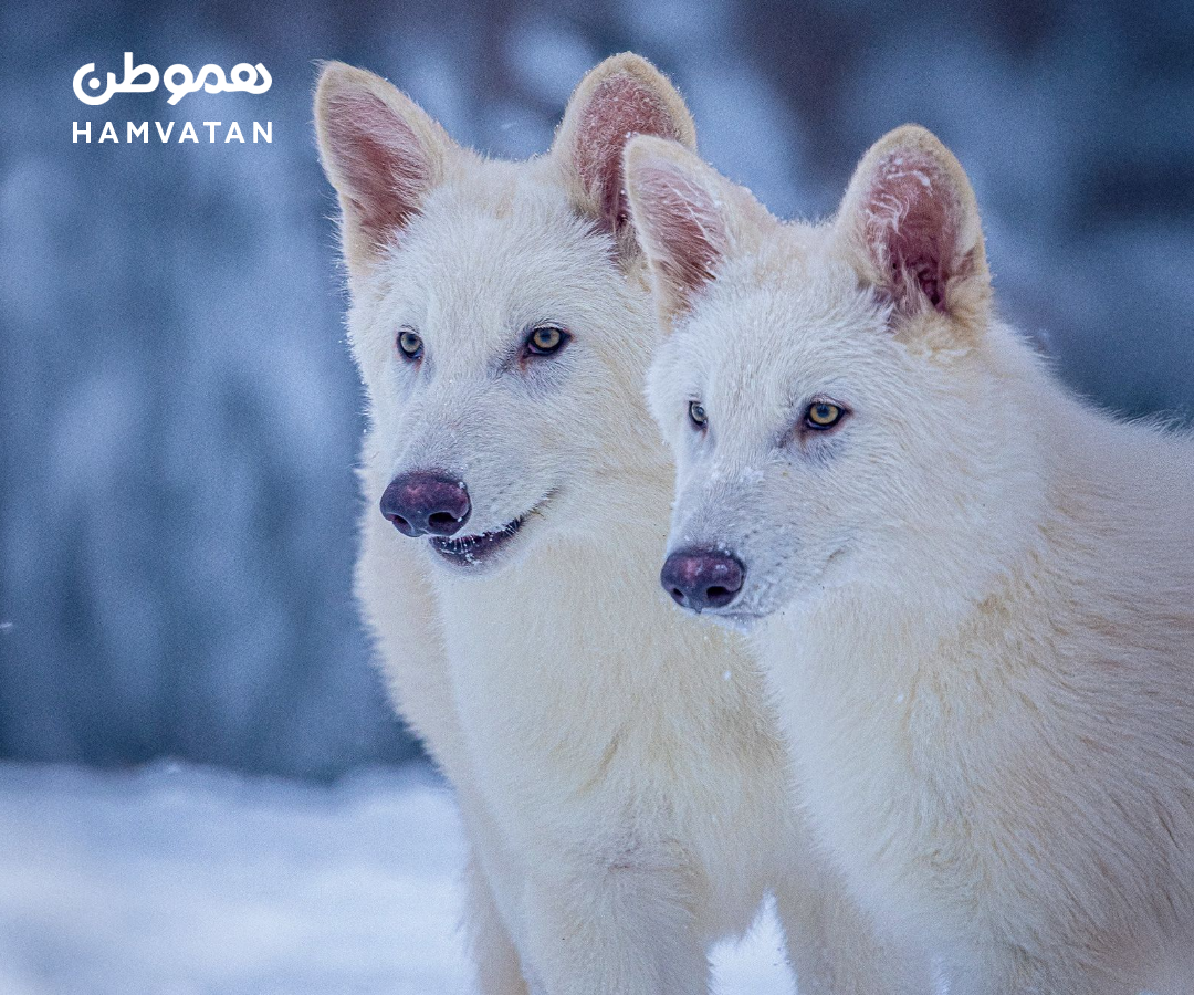 تولد دوباره Dire wolf پس از ۱۲۵۰۰ سال: موفقیتی بزرگ در احیای گونه‌های منقرض‌شده