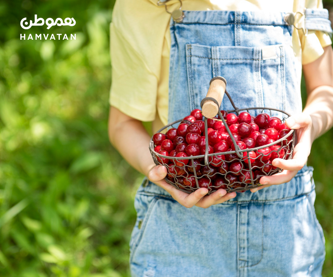 پنج تا از بهترین باغ‌های اطراف تورنتو برای چیدن گیلاس و آلبالو
