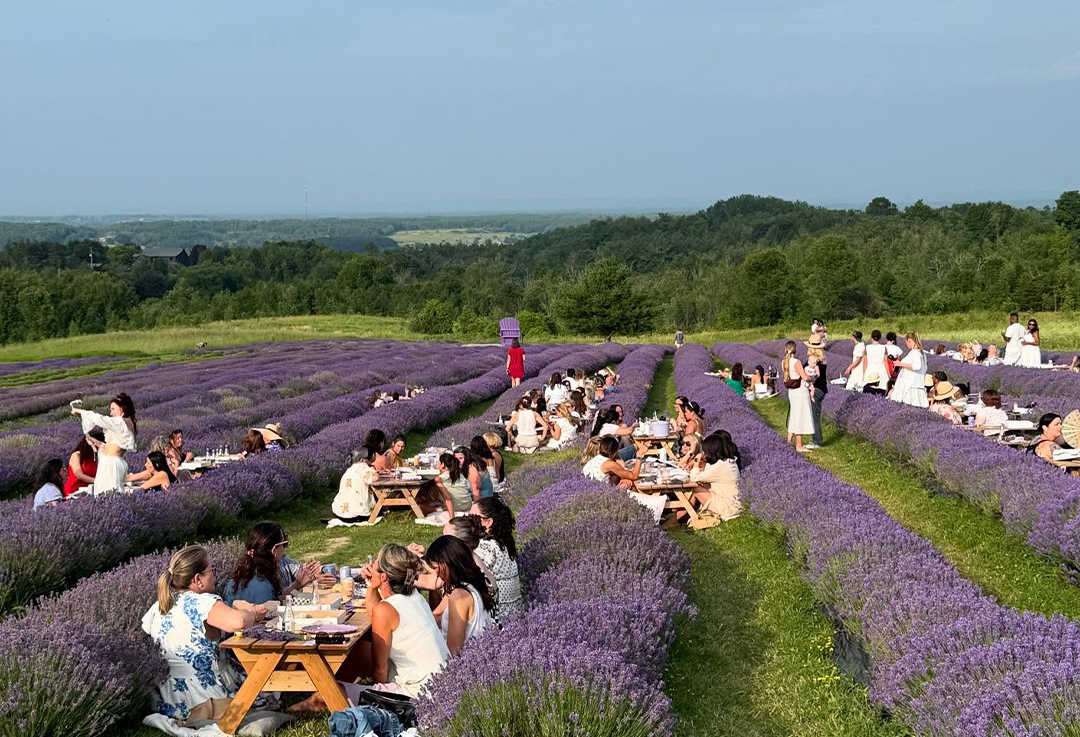 در میان گل‌های لوندر به پیک‌نیک بروید مزرعه Purple Hill در ۲ ساعتی تورنتو