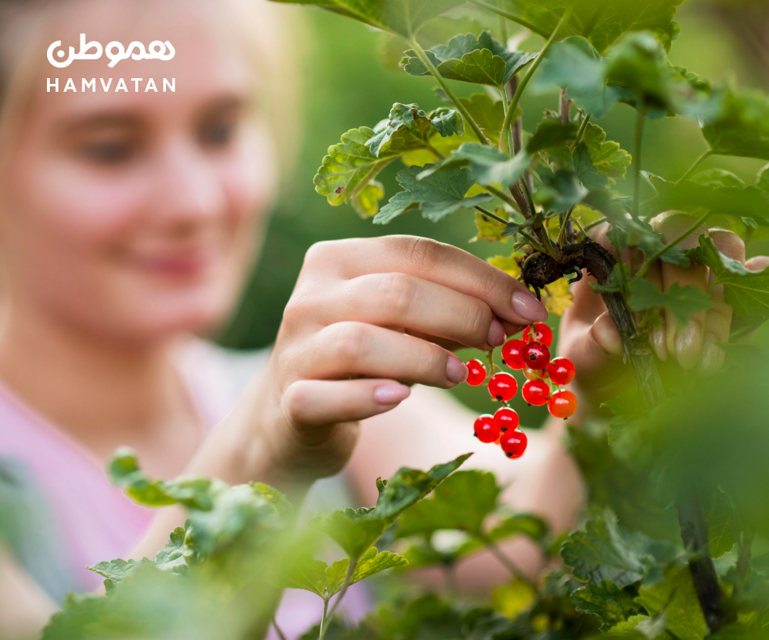 چیدن میوه‌های خوشمزه تابستانی در Bayfield Berry Farm آنتاریو