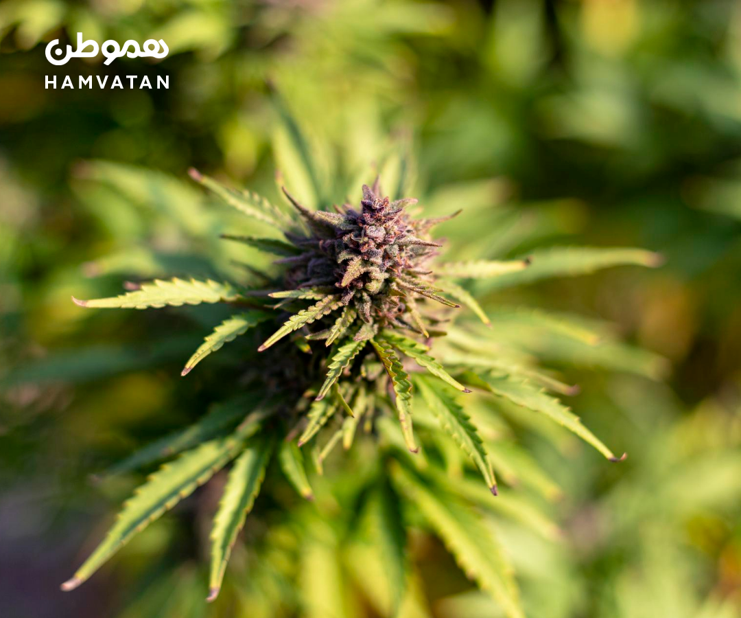 آنتاریو بین استان‌های کانادا بیشترین درآمد را از مالیات فروش کانابیس کسب کرده