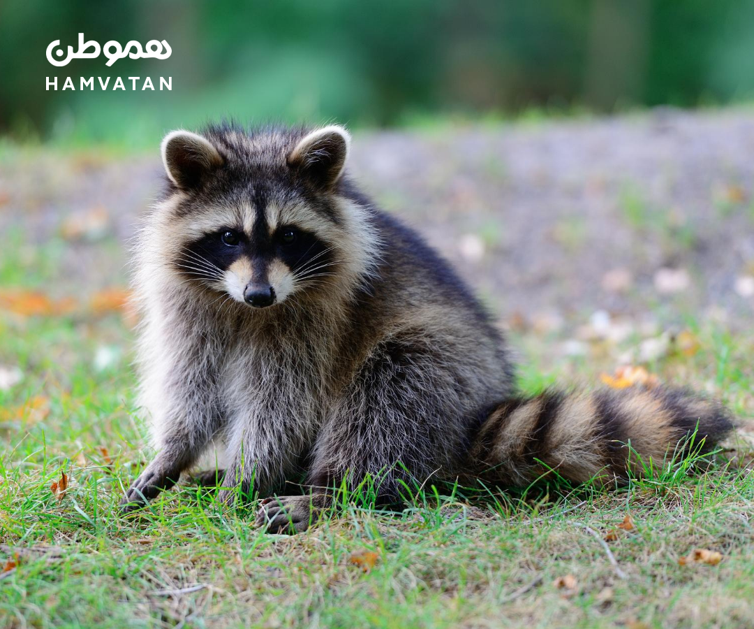 زندگی کنار انسان‌ها ظاهر راکون‌های شهری را تغییر داده