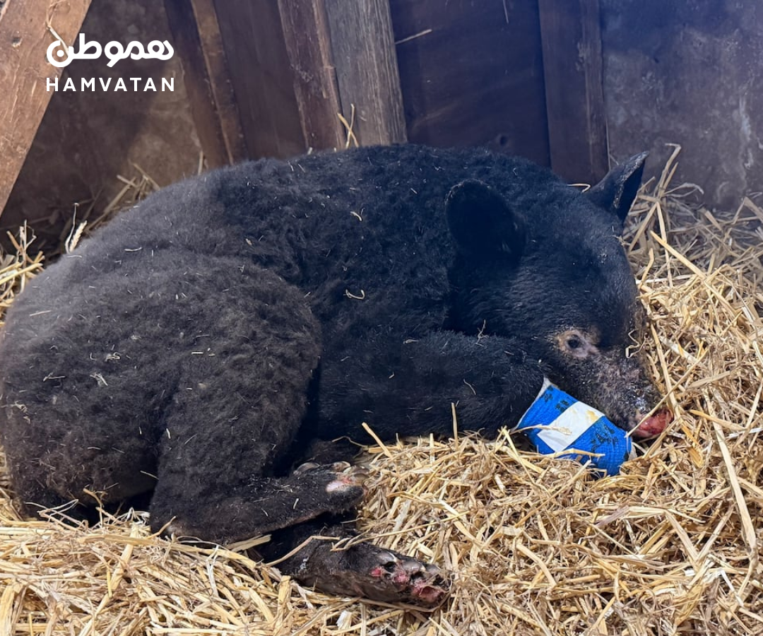 معجزه کریسمسی در بریتیش کلمبیا: نجات این توله‌خرس سیاه کوچولو