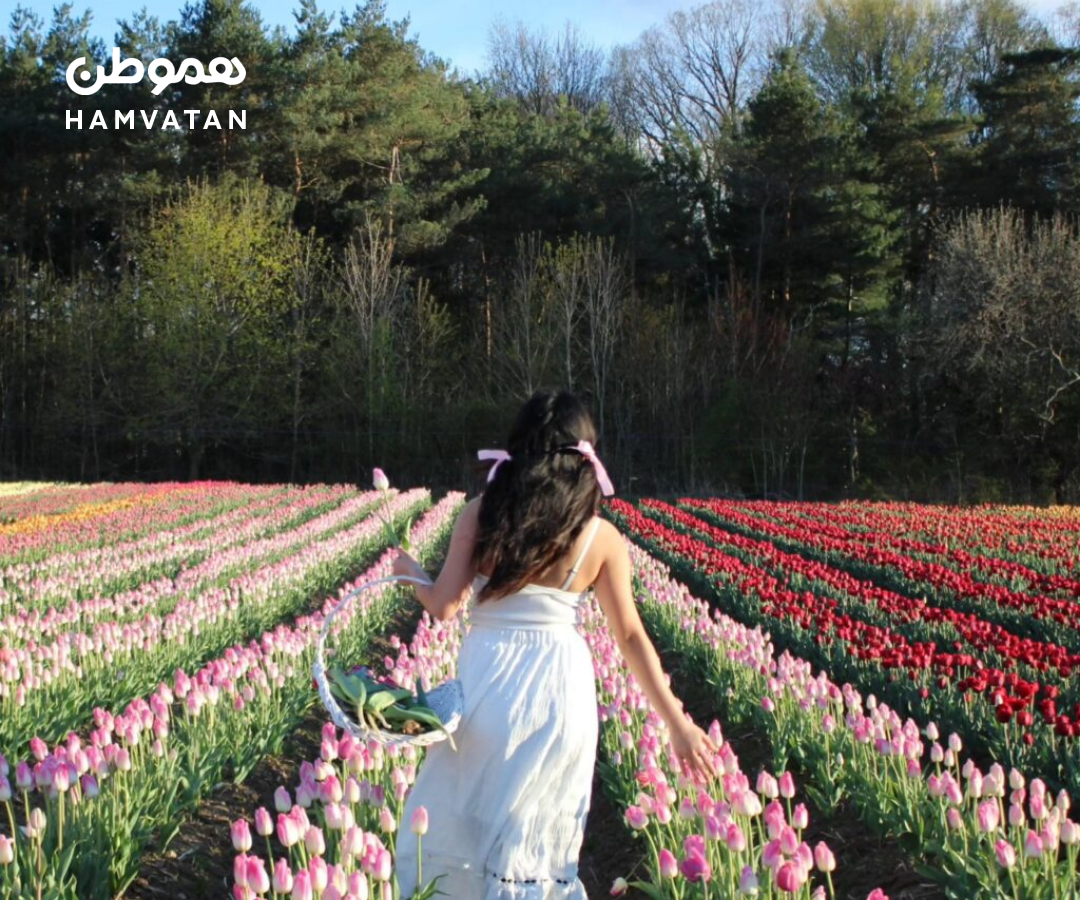 فستیوال بزرگ لاله‌های رنگارنگ در Niagara-on-the-Lake