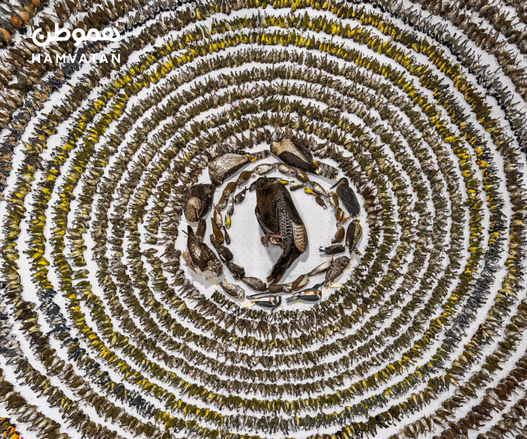 یک نمایشگاه تلخ: وقتی هنر درباره مرگ پرندگان حرف می‌زند