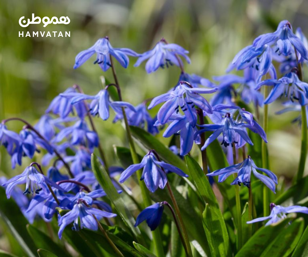 گلی زیبا با ظاهری فریبنده در آنتاریو که برای انسان و حیوانات، خطرناک است