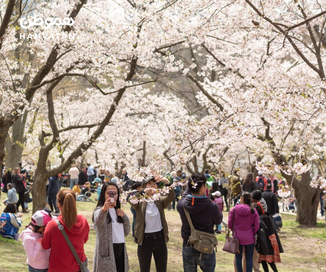احتمالا همین آخرهفته بتوانید شکوفه‌های گیلاس High Park را تماشا کنید
