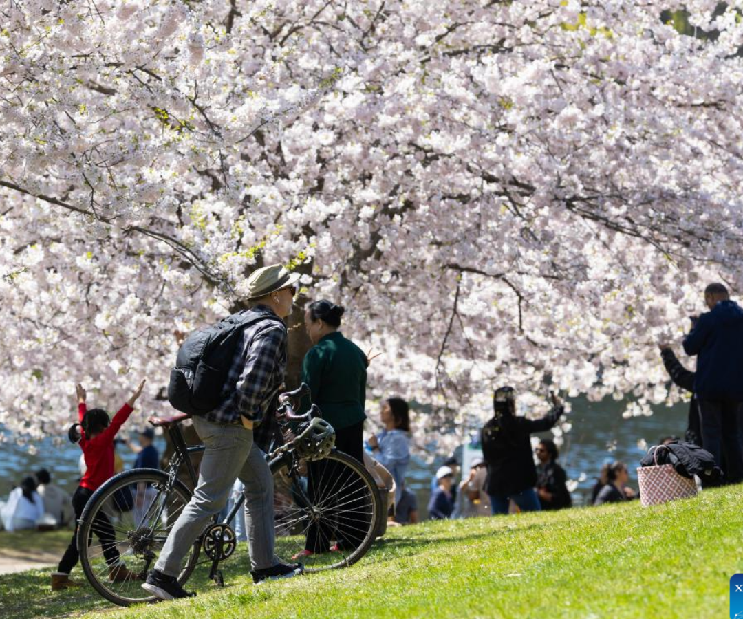 شکوفه‌های گیلاس در High Park احتمالا اول می به اوج زیبایی خود می‌رسند