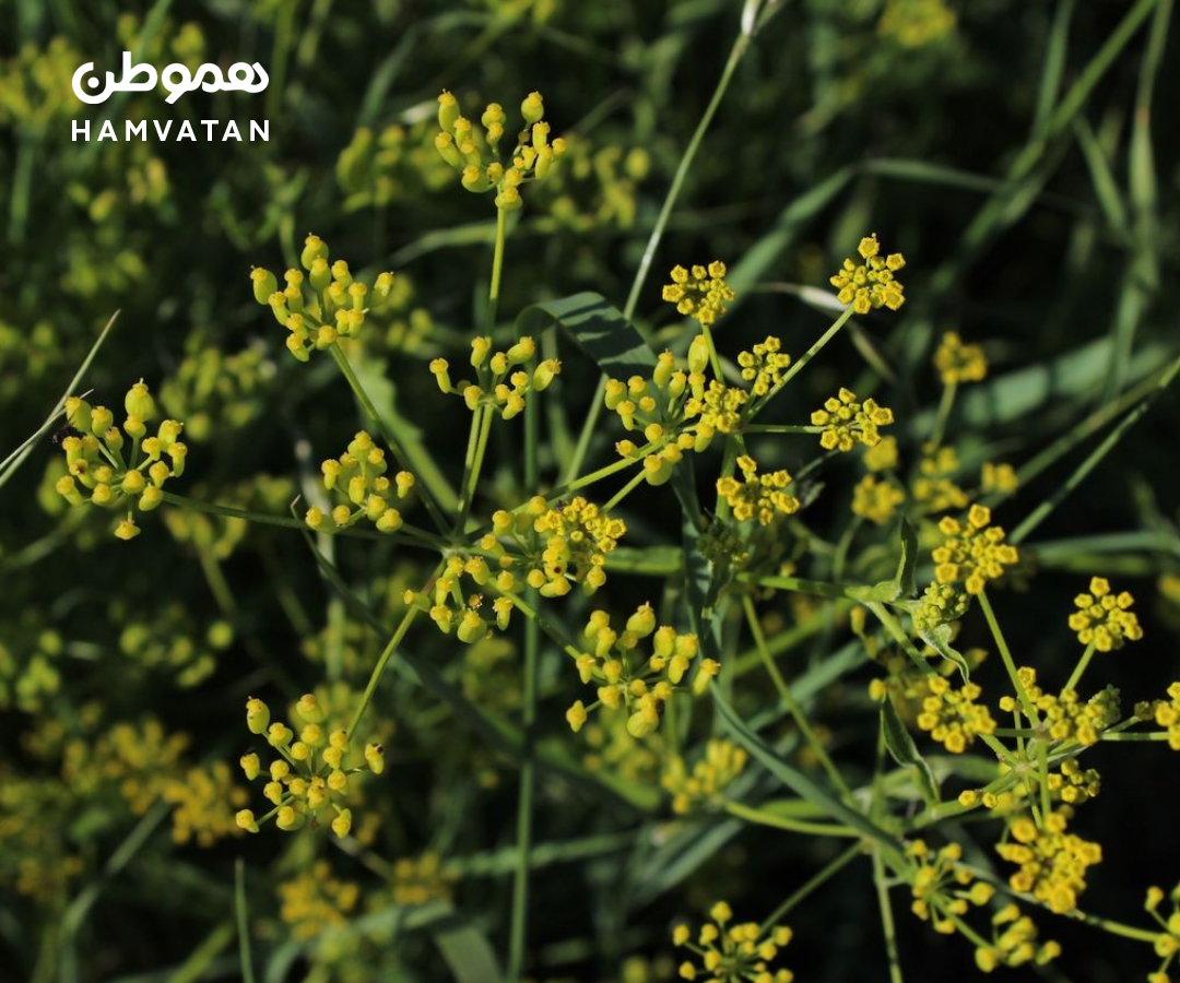 مراقب این گیاه باشید: تماس با آن سوختگی و التهاب ایجاد می‌کند